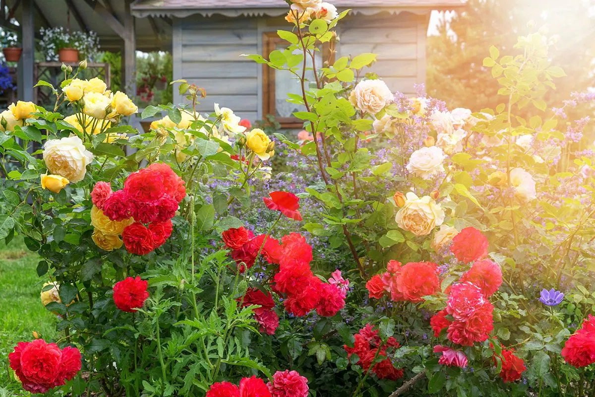 Rose garden background